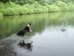 Hund Amadeo - springt ins Wasser