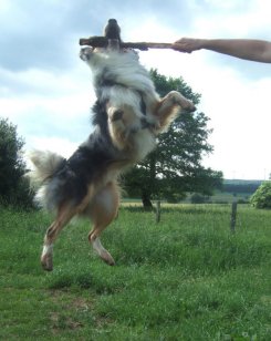 Hund Amadeo - springt mächtig nach Stock